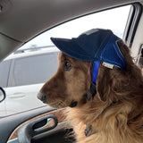 Jockey para perro